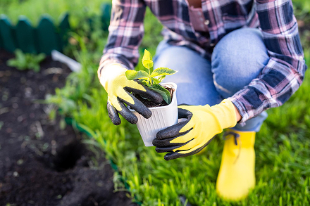 Person planting a plant in fertile soil.